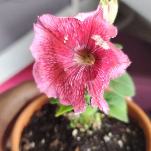 Photo of the plant species Surfinia Petunia by @EstheticRedwood named Leaf Erickson on Greg, the plant care app