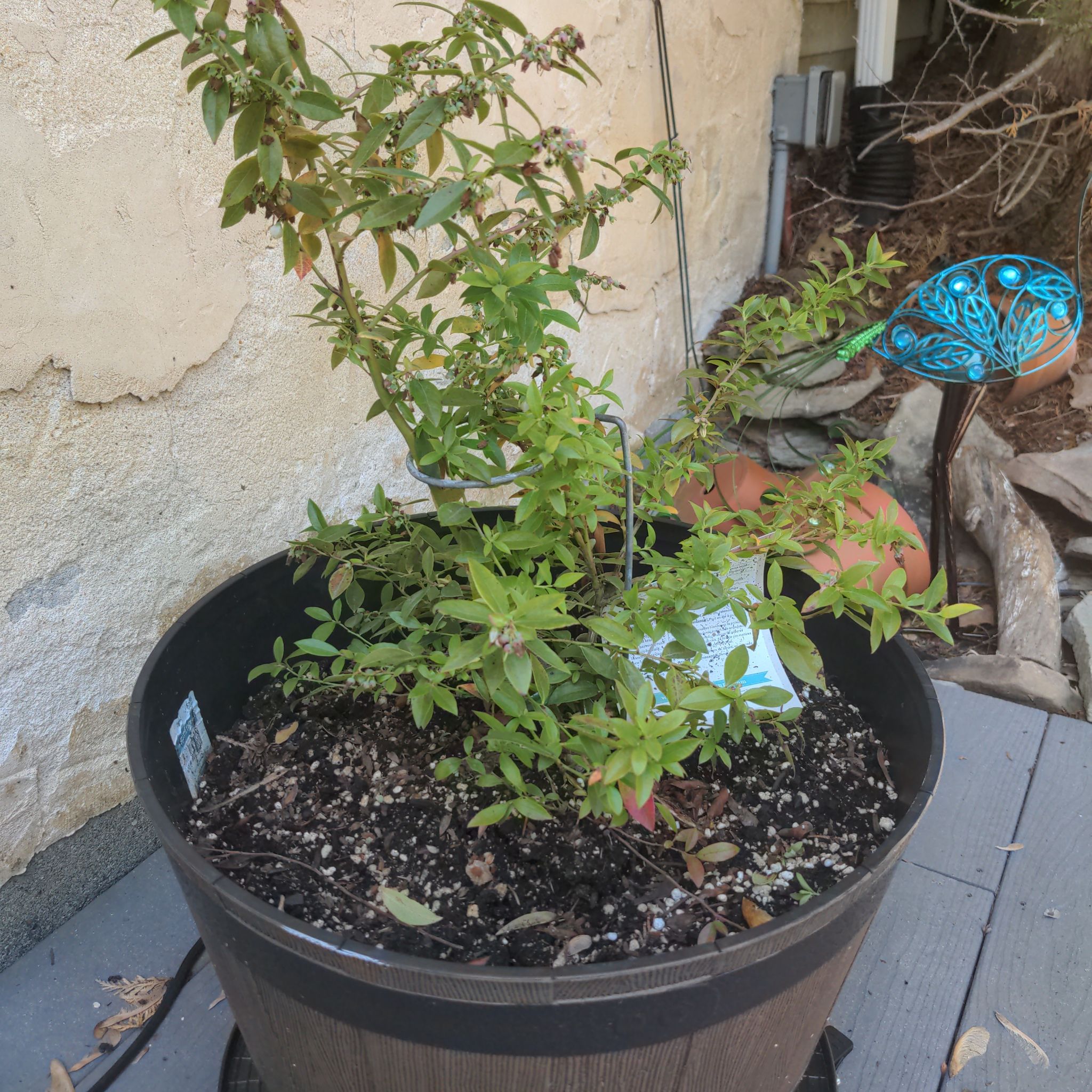 Photo of the plant species Midnight Cascade Blueberry by @ZestSpanishelm named Tolkien on Greg, the plant care app