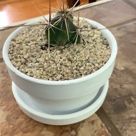 Photo of the plant species Invicta Corynopuntia by @FoxyAzteccactus named Dolores on Greg, the plant care app