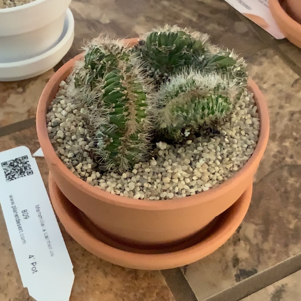 Photo of the plant species Stenocereus hollianus cristata by @FoxyAzteccactus named Edith on Greg, the plant care app