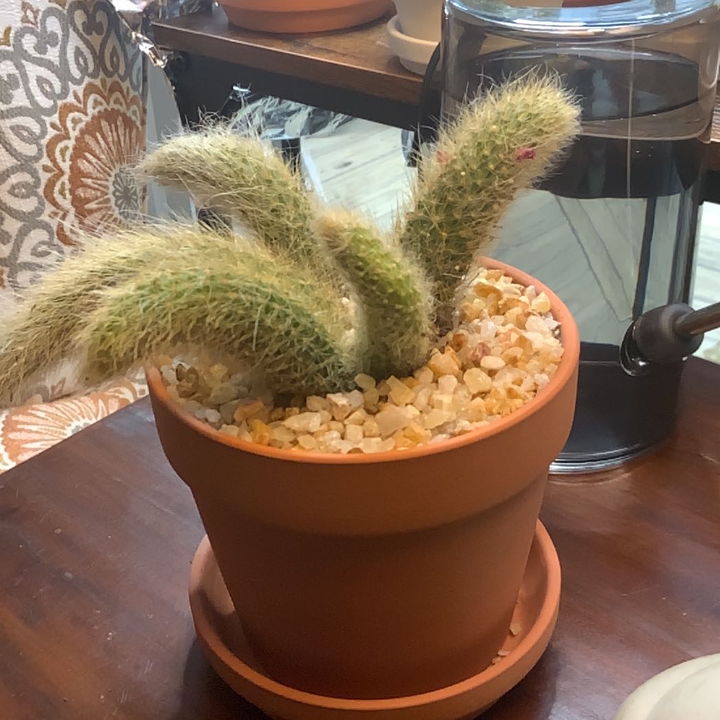 Photo of the plant species Monkey Tail by @FoxyAzteccactus named George on Greg, the plant care app