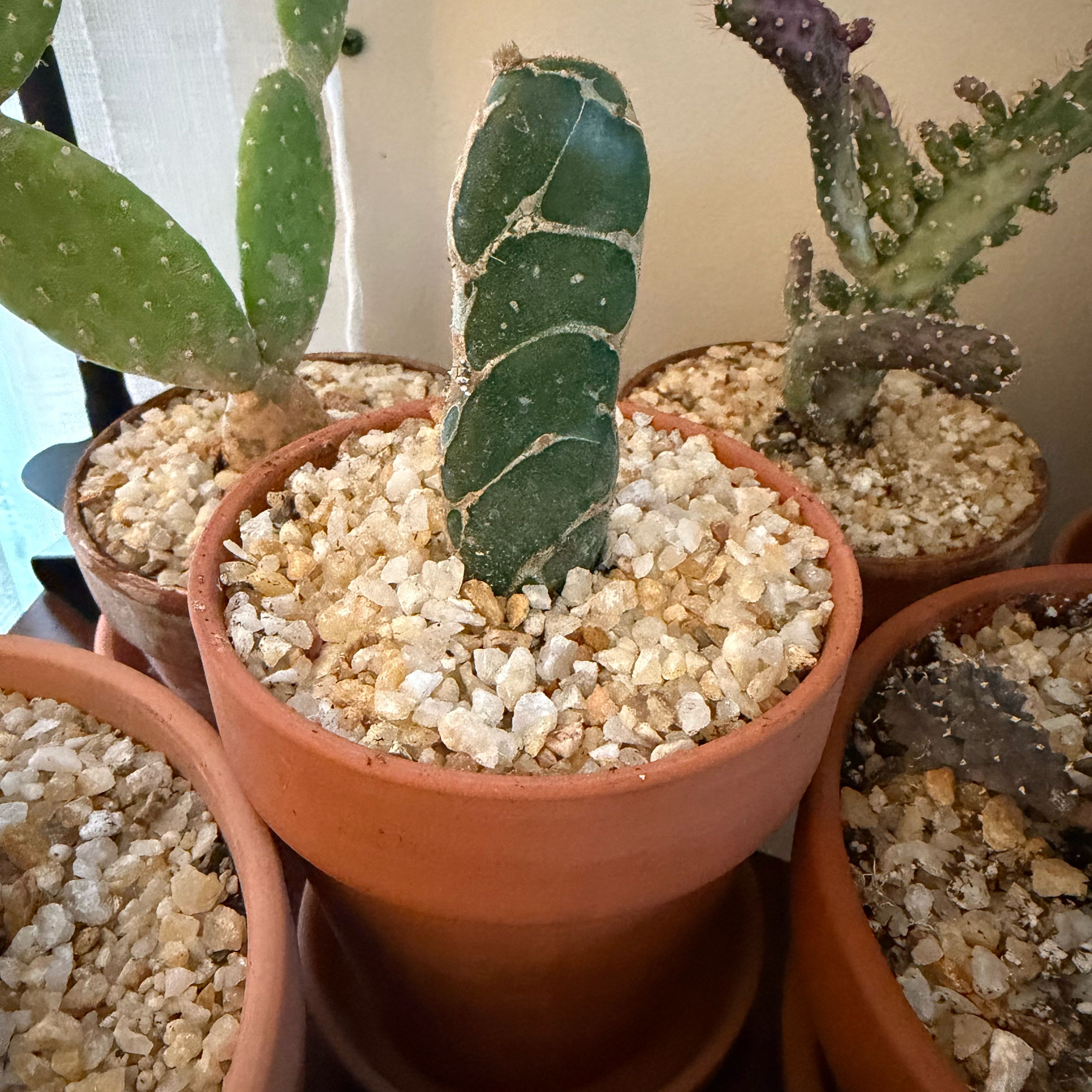 Photo of the plant species Cobra Cactus by @FoxyAzteccactus named Cleopatra on Greg, the plant care app