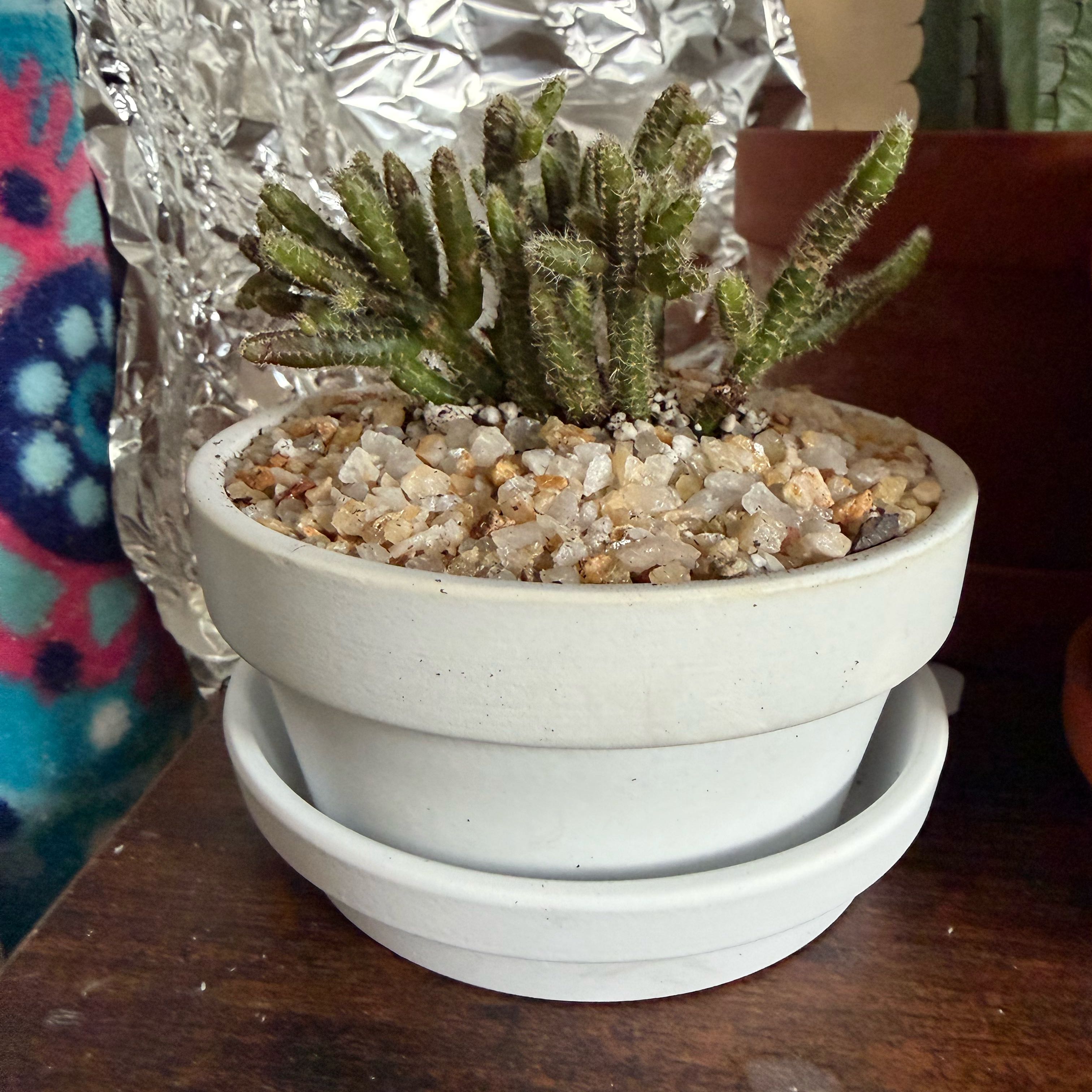 Photo of the plant species Mouse Tail Cactus by @FoxyAzteccactus named Stuart Little on Greg, the plant care app