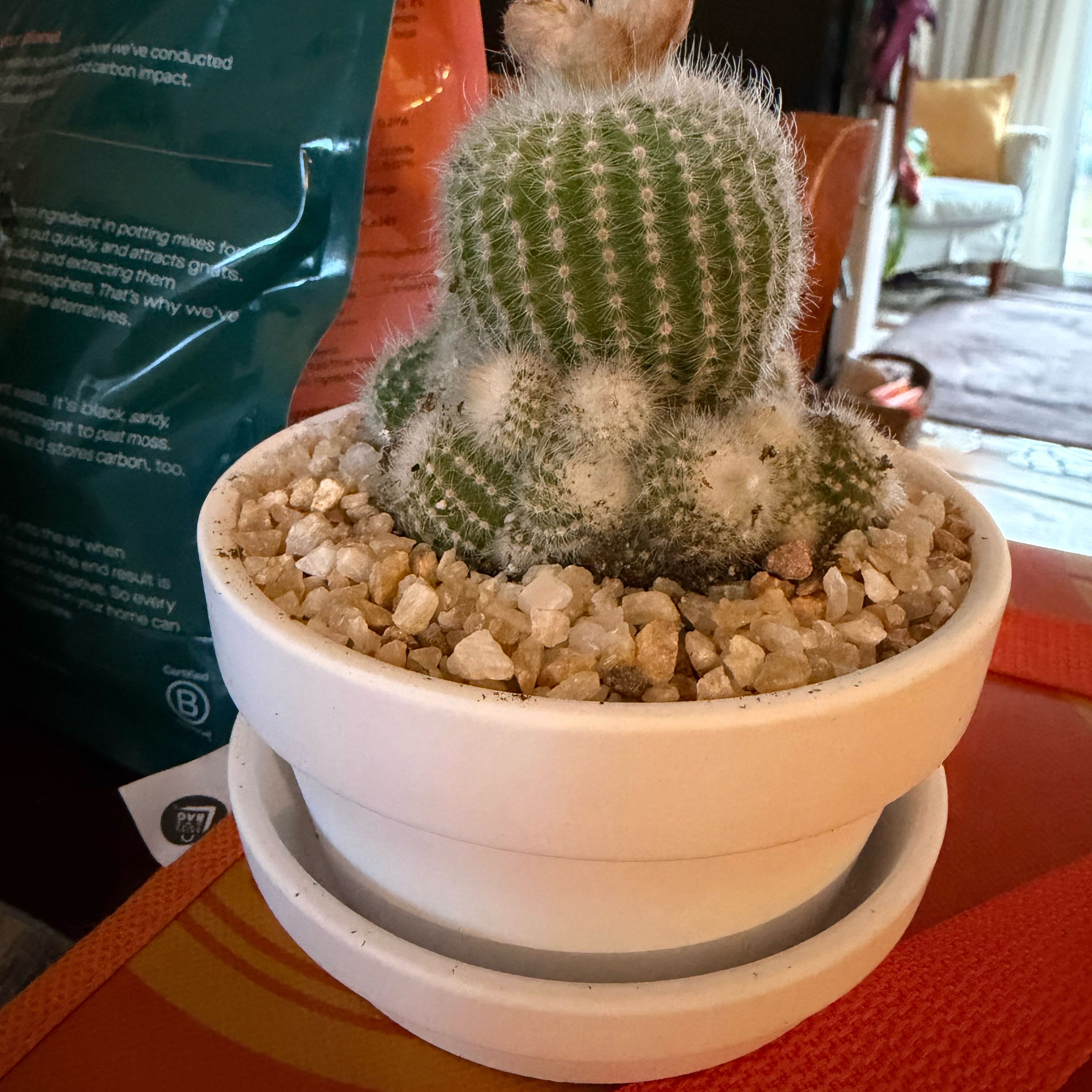 Photo of the plant species Silver Ball Cactus by @FoxyAzteccactus named Lucille on Greg, the plant care app
