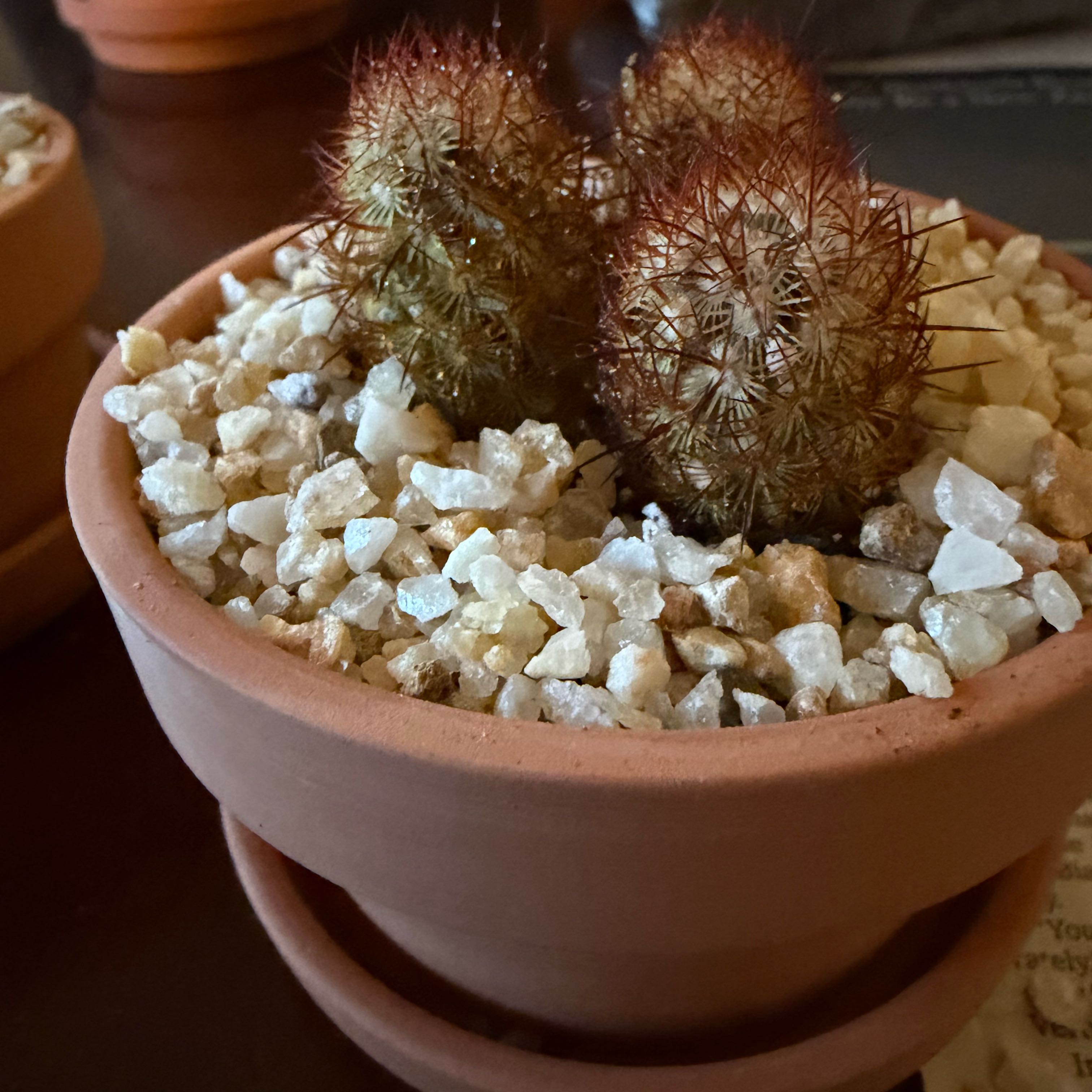 Photo of the plant species Lady Finger Cactus 'Julio' by @FoxyAzteccactus named Coco on Greg, the plant care app