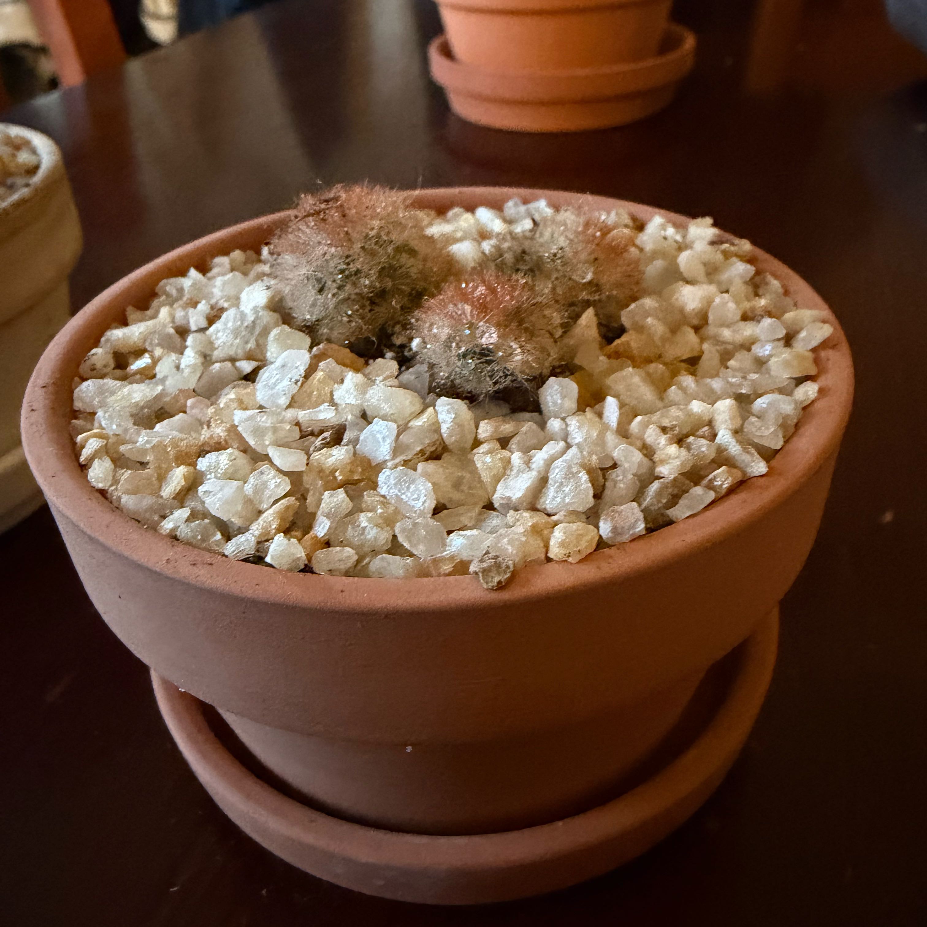 Photo of the plant species Red Thorn Mammillaria Carmenae by @FoxyAzteccactus named Spikeasaurus on Greg, the plant care app