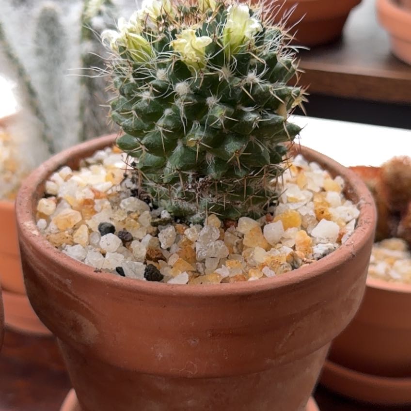 Photo of the plant species Mammillaria Uncinata by @FoxyAzteccactus named Rhea Perlman on Greg, the plant care app