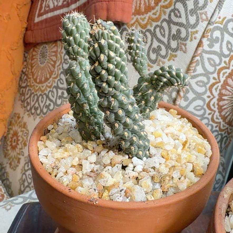 Photo of the plant species Snake Cholla by @FoxyAzteccactus named Crowley on Greg, the plant care app