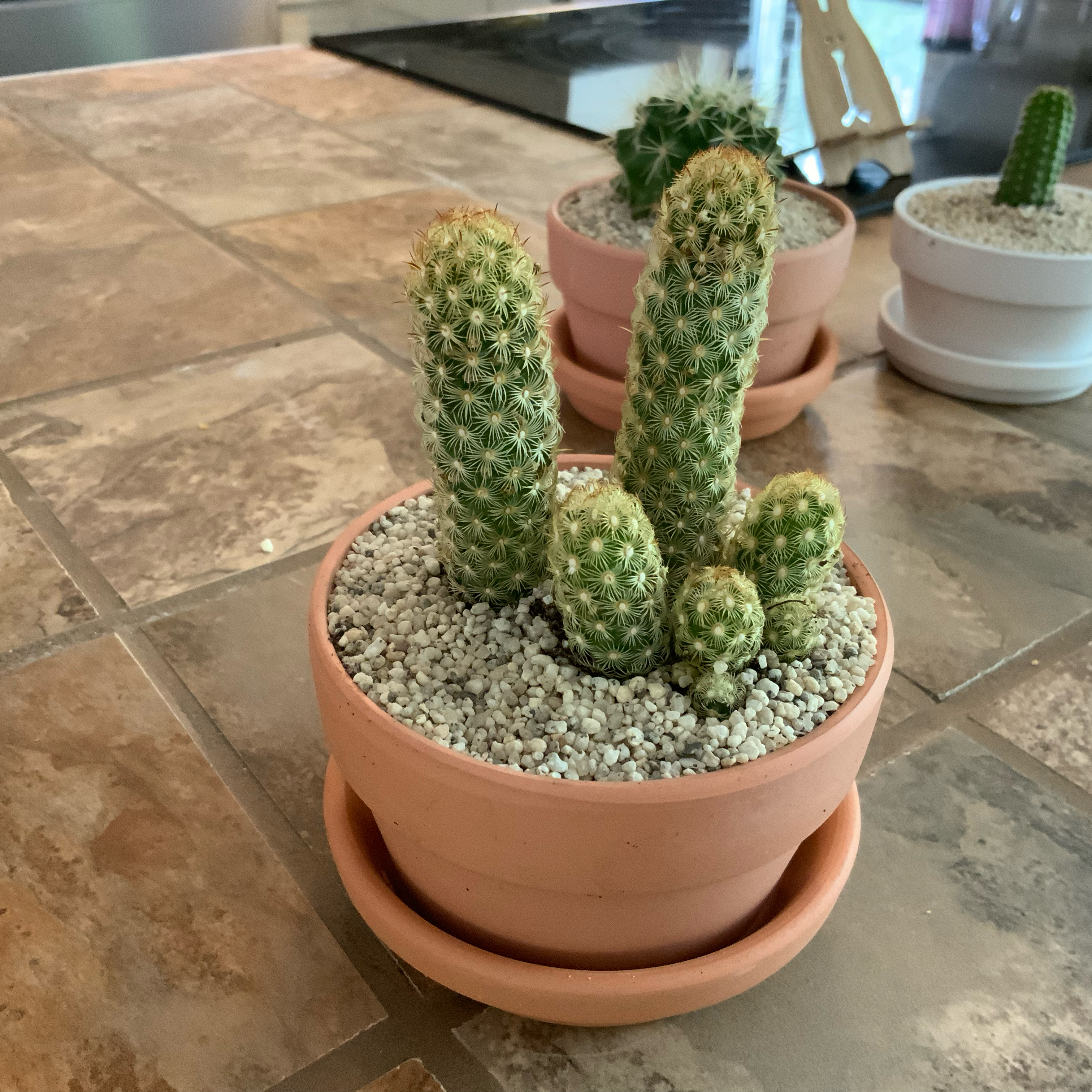 Photo of the plant species Lady Finger Cactus 'Copper King' by @FoxyAzteccactus named Lil Peen on Greg, the plant care app
