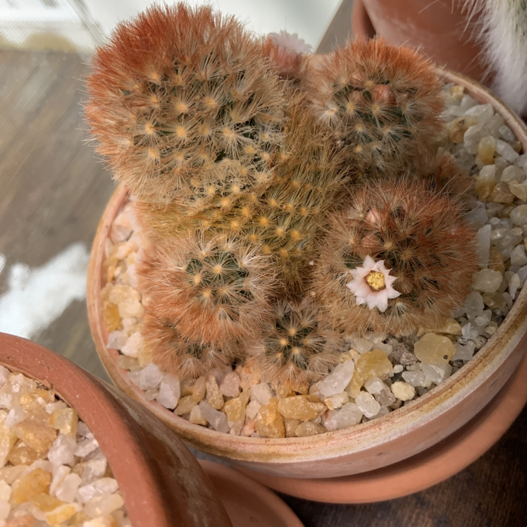 Photo of the plant species Red Thorn Mammillaria Carmenae by @FoxyAzteccactus named Cactisaurus Rex on Greg, the plant care app