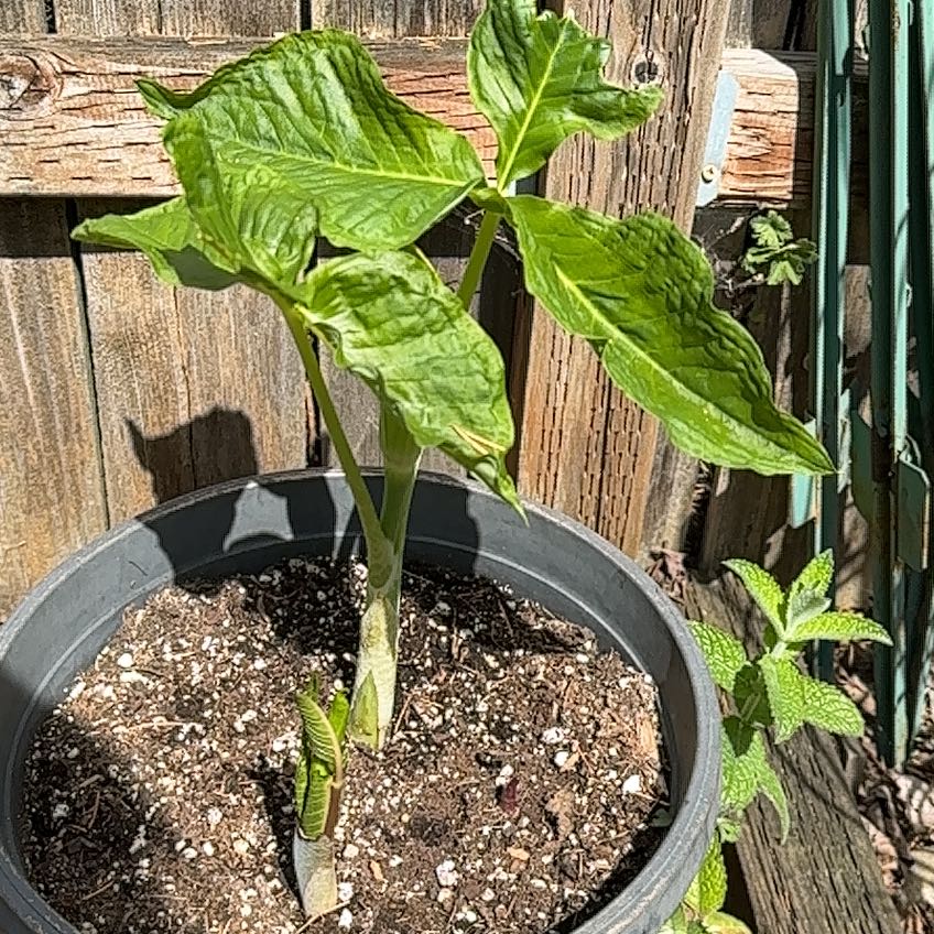 Photo of the plant species Jack in the Pulpit by @LegitOrchid56 named Plato on Greg, the plant care app