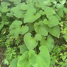Photo of the plant species European Birthwort by @ZarfSmallleaf38 named Rainier on Greg, the plant care app