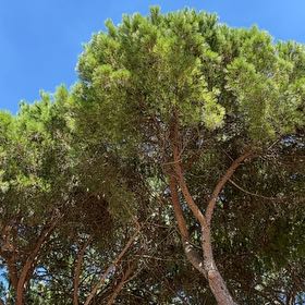Photo of the plant species Stone Pine by @PetPepper68 named Mando on Greg, the plant care app