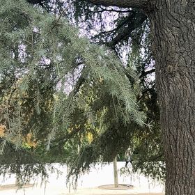 Photo of the plant species Deodar by @PetPepper68 named Surya on Greg, the plant care app