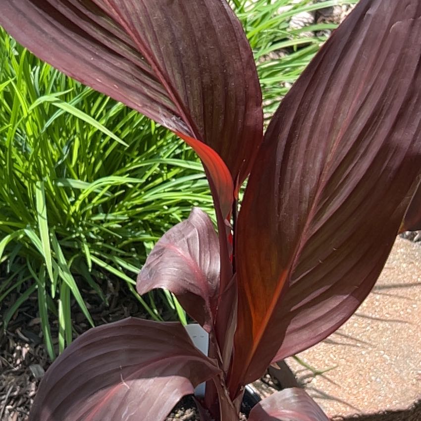 Photo of the plant species Canna Lily by @DeanLippia19 named Duke on Greg, the plant care app