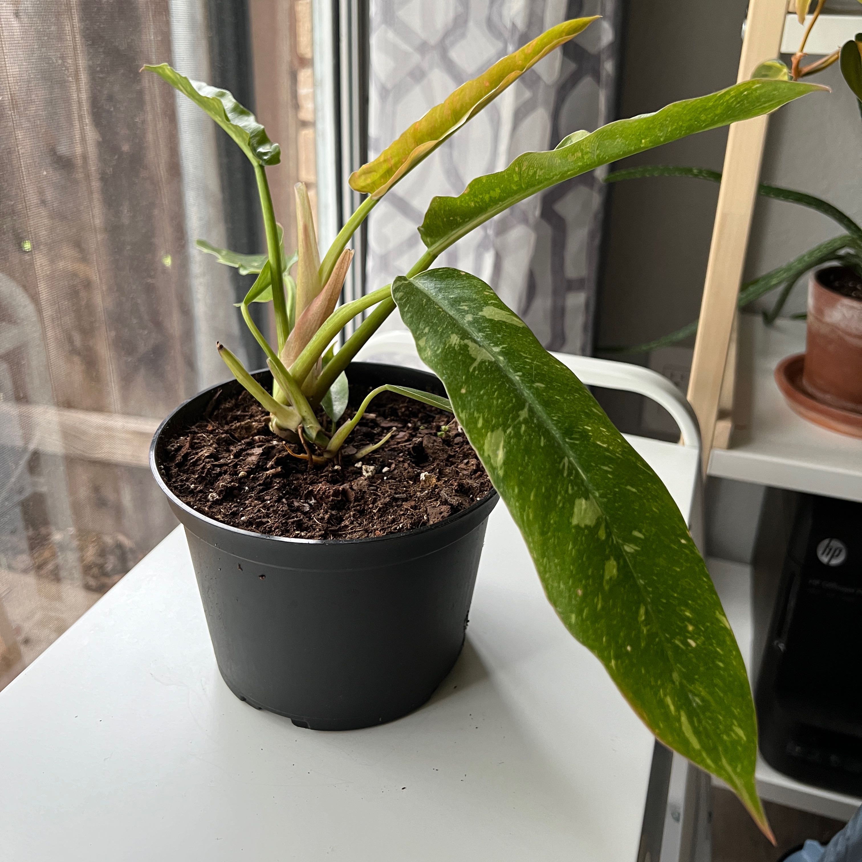 Philodendron 'Ring of Fire' plant in a black pot with visible soil and some yellowing on one leaf.