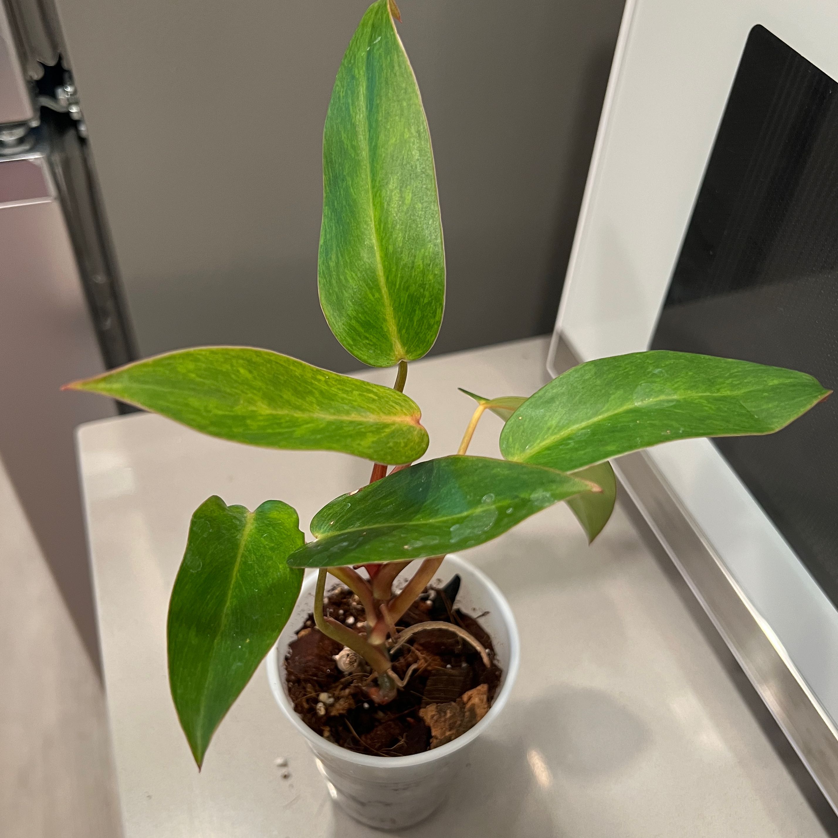 Philodendron 'Painted Lady' plant in a white pot with healthy green leaves.