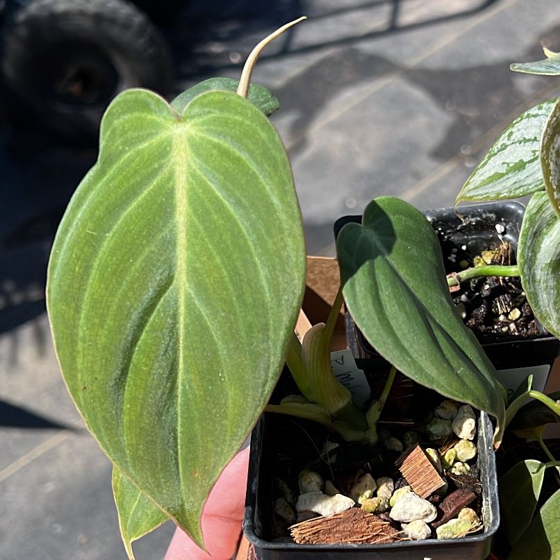 Black Gold Philodendron plant with healthy green leaves, visible soil, and a hand holding the plant.