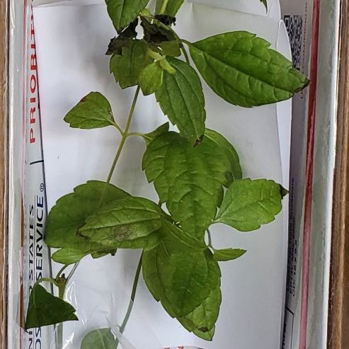 Photo of the plant species Dream Herb by @NiftyBluebean77 named Lola on Greg, the plant care app