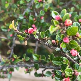 Photo of the plant species Rockspray Cotoneaster by @ReliableKeylime named Captain Plant-it on Greg, the plant care app