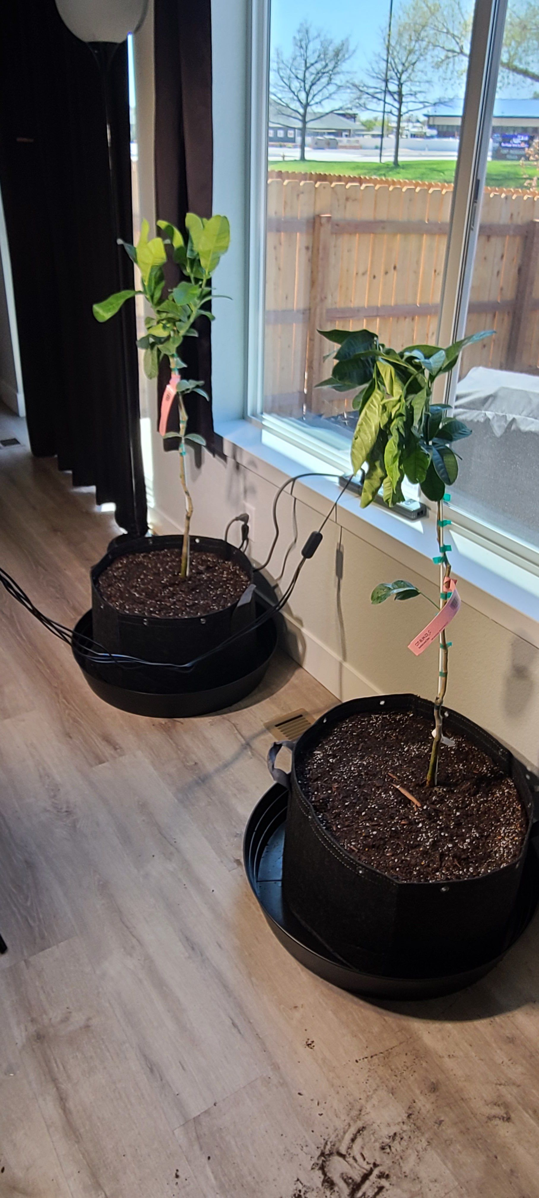 Photo of the plant species Buddha's Hand Citron by @ClementBasil27 named Pax on Greg, the plant care app