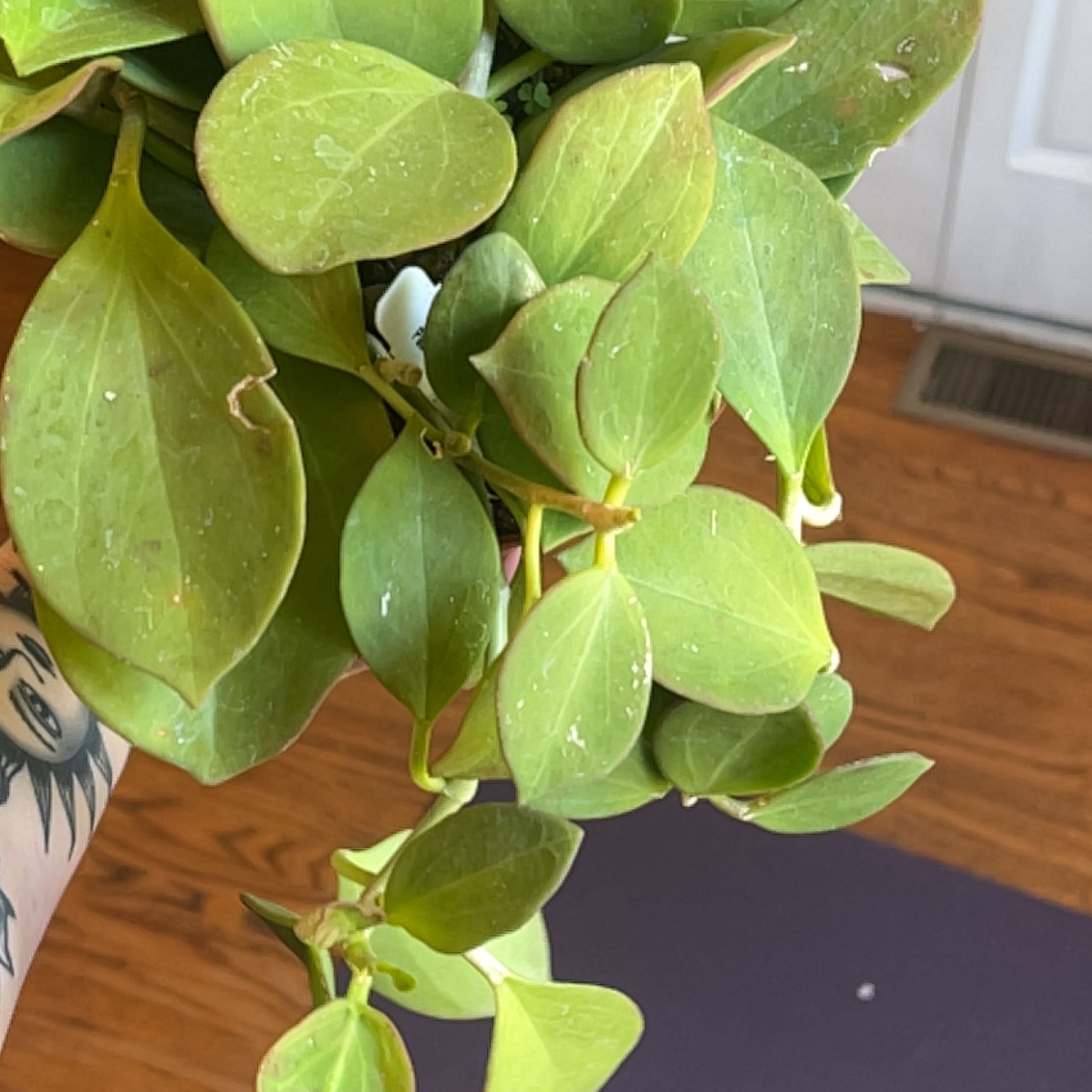 Photo of the plant species Wax Plant by @SuperSeaaster43 named Sonora on Greg, the plant care app