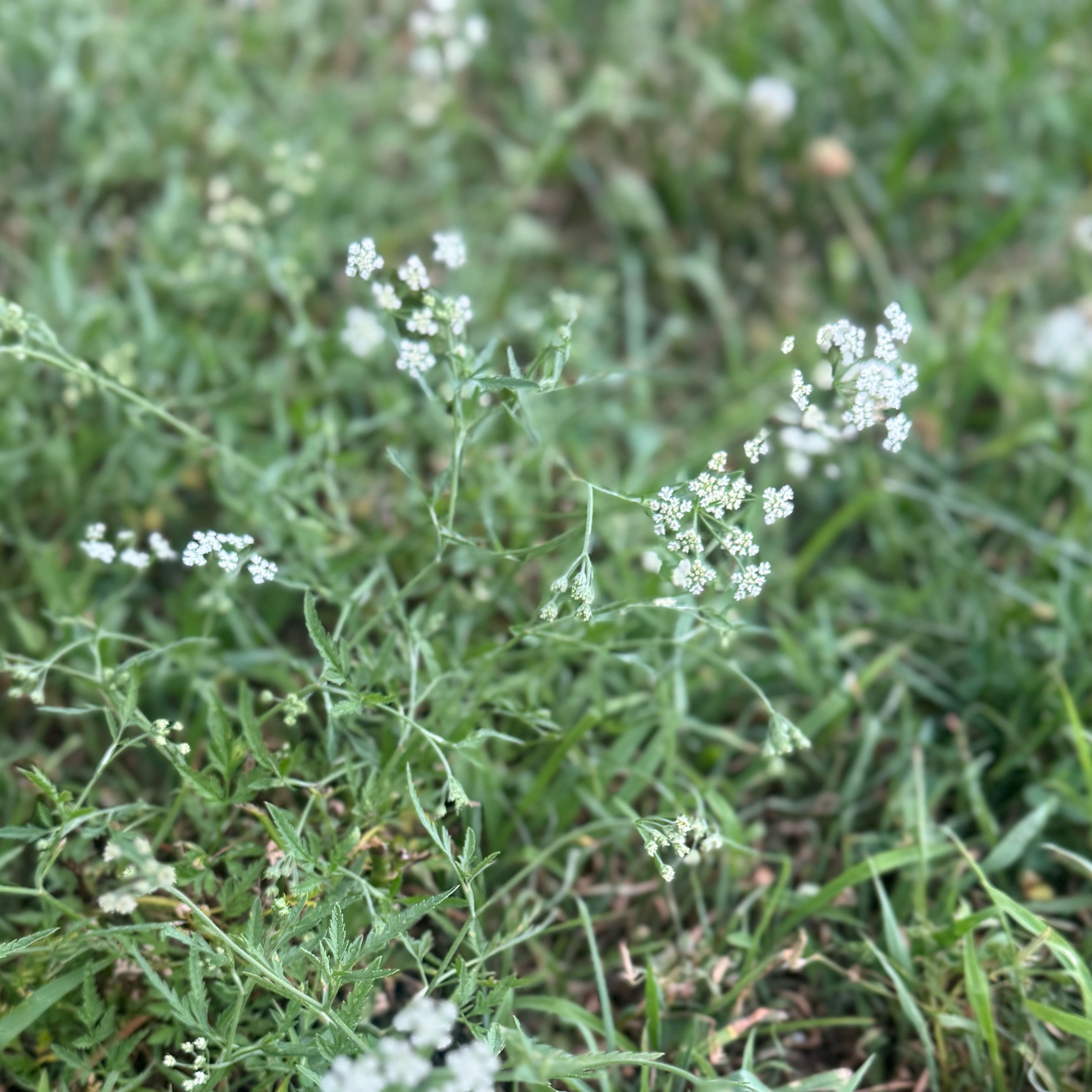 Photo of the plant species Spreading Hedgeparsley by @PotentBacchus49 named Terra on Greg, the plant care app