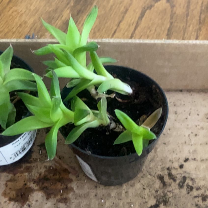 Photo of the plant species Haworthia cymbiformis var. cymbiformis by @ClubbyOxtongue named Daphne on Greg, the plant care app