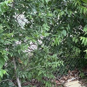 Photo of the plant species Southern Hackberry by @OodlesLlavea33 named Scarlett on Greg, the plant care app