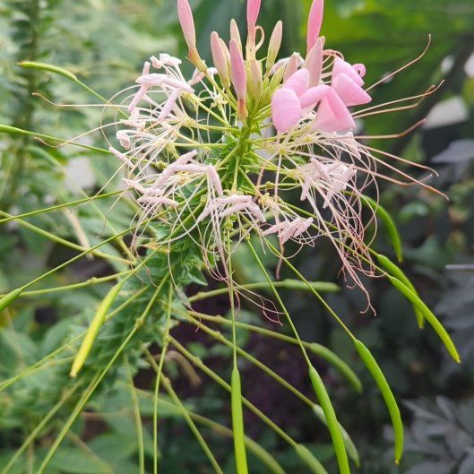Photo of the plant species Cleome Hassleriana by @SirPeony84 named Baesil on Greg, the plant care app