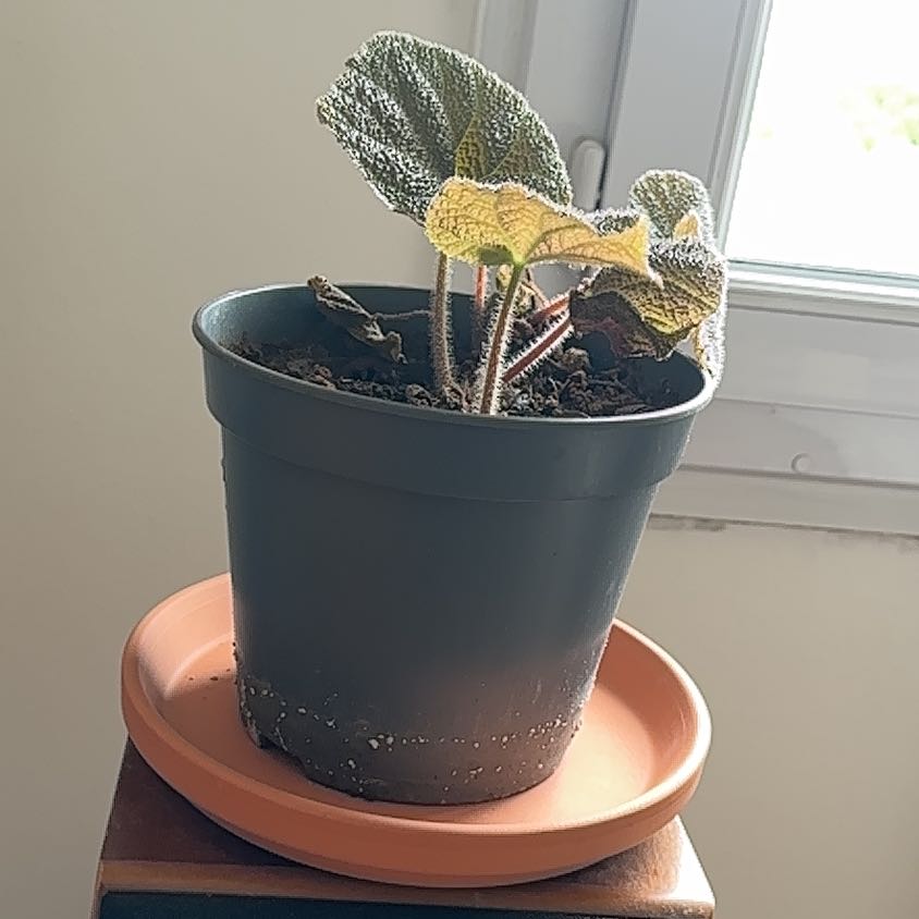 Photo of the plant species Fuzzy Begonia by @MeekCapeivy52 named Elina on Greg, the plant care app