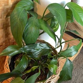 Photo of the plant species Baltic Blue Pothos by @LogicalFord15 named Eva on Greg, the plant care app
