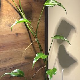 Photo of the plant species Burle Marx Flame Monstera by @LogicalFord15 named Kardashian on Greg, the plant care app