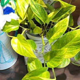 Photo of the plant species Neon Queen Pothos by @LogicalFord15 named Planty on Greg, the plant care app