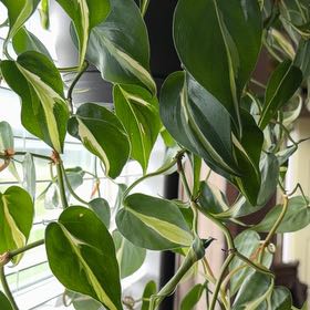 Photo of the plant species Silver Stripe Philodendron by @LogicalFord15 named Michelle Branch on Greg, the plant care app