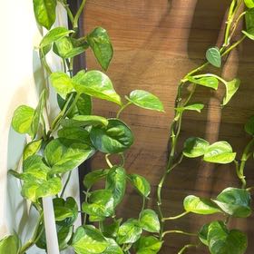 Photo of the plant species Global Green Pothos by @LogicalFord15 named Winston on Greg, the plant care app