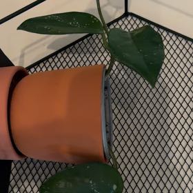 Photo of the plant species Speckled Hoya by @LogicalFord15 named Fernie Mac on Greg, the plant care app