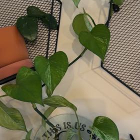 Photo of the plant species Snowy Morning Pothos by @LogicalFord15 named Aristotle on Greg, the plant care app