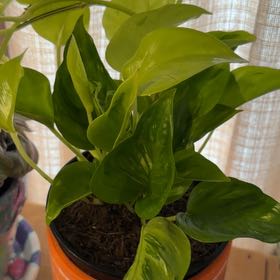 Photo of the plant species Champs Elysees pothos by @LogicalFord15 named Athena on Greg, the plant care app