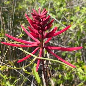Photo of the plant species Redcardinal by @BackupRamshorn named Nithin on Greg, the plant care app