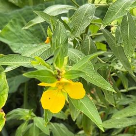 Photo of the plant species Common Evening-Primrose by @FabZelkova91 named Denali on Greg, the plant care app