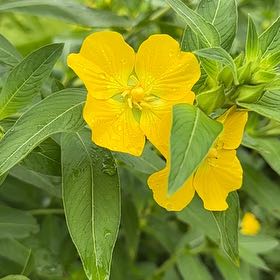 Photo of the plant species Common Evening-Primrose by @FabZelkova91 named Leonardo on Greg, the plant care app
