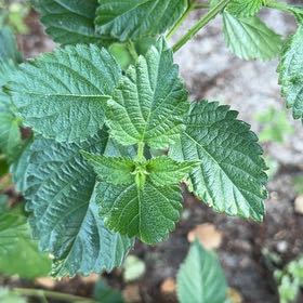 Photo of the plant species Ramgoat Dashalong by @FabZelkova91 named Ronaldo on Greg, the plant care app
