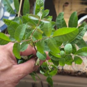 Photo of the plant species Brazilian Peppertree by @FabZelkova91 named Peter Parker on Greg, the plant care app