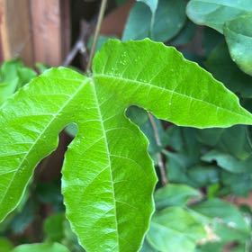 Photo of the plant species Passion Fruit by @FabZelkova91 named Gaga on Greg, the plant care app