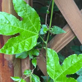 Photo of the plant species Passion Fruit by @FabZelkova91 named Marley on Greg, the plant care app