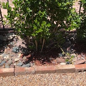 Photo of the plant species Chinese Holly by @CoolDovetree48 named Pax on Greg, the plant care app