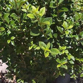 Photo of the plant species Garden Privet by @CoolDovetree48 named Mando on Greg, the plant care app
