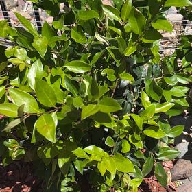 Photo of the plant species Waxleaf Privet by @CoolDovetree48 named Bella on Greg, the plant care app