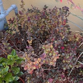 Photo of the plant species Chinese Fringe Flower by @CoolDovetree48 named Xena on Greg, the plant care app